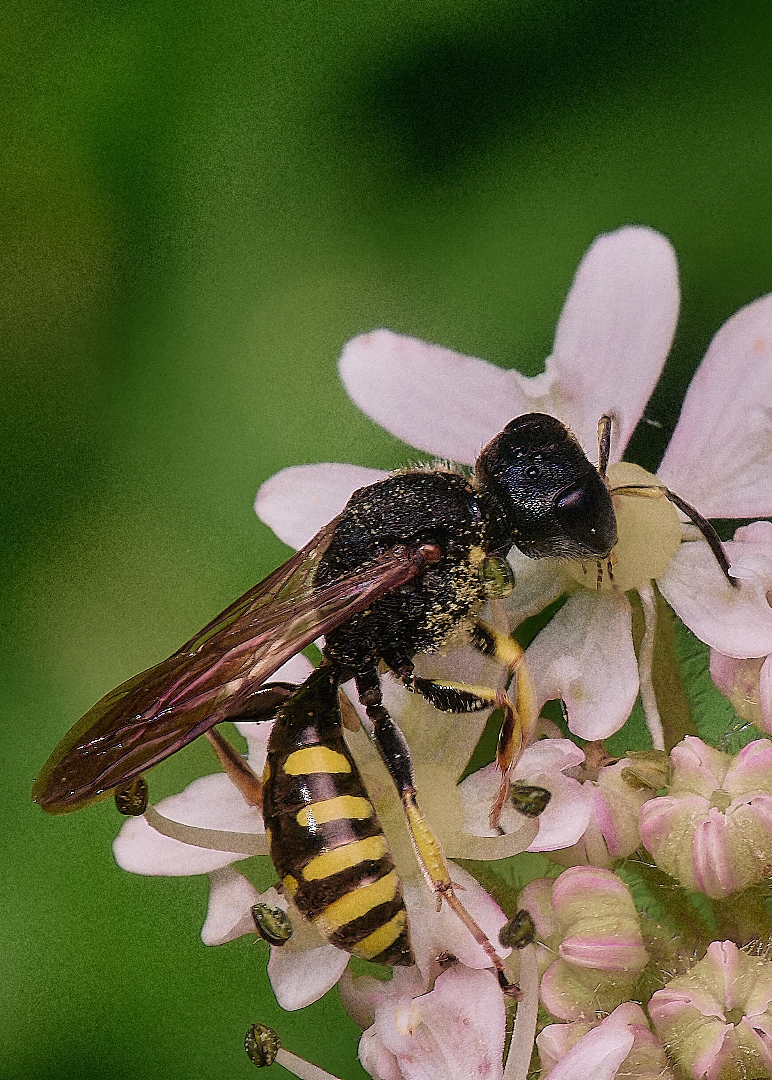 HanworthWasp180725-2
