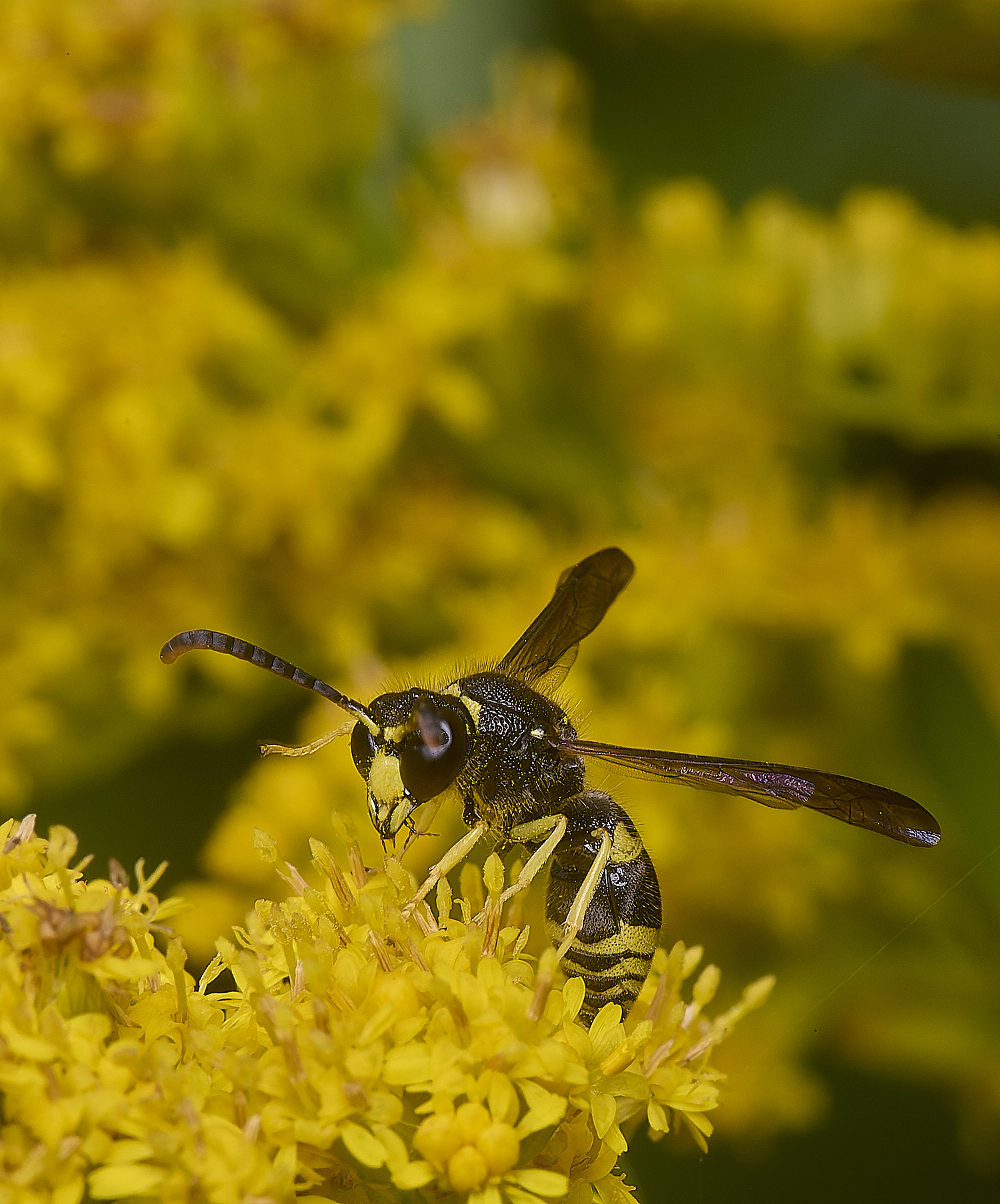 HanworthWasp210725-1