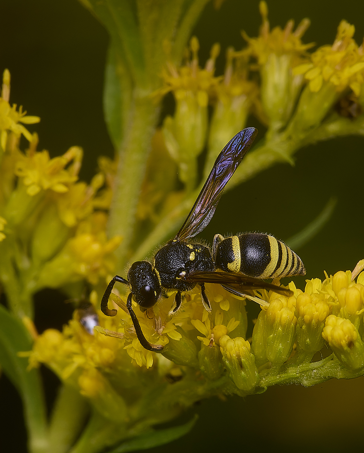 HanworthWasp210725-10