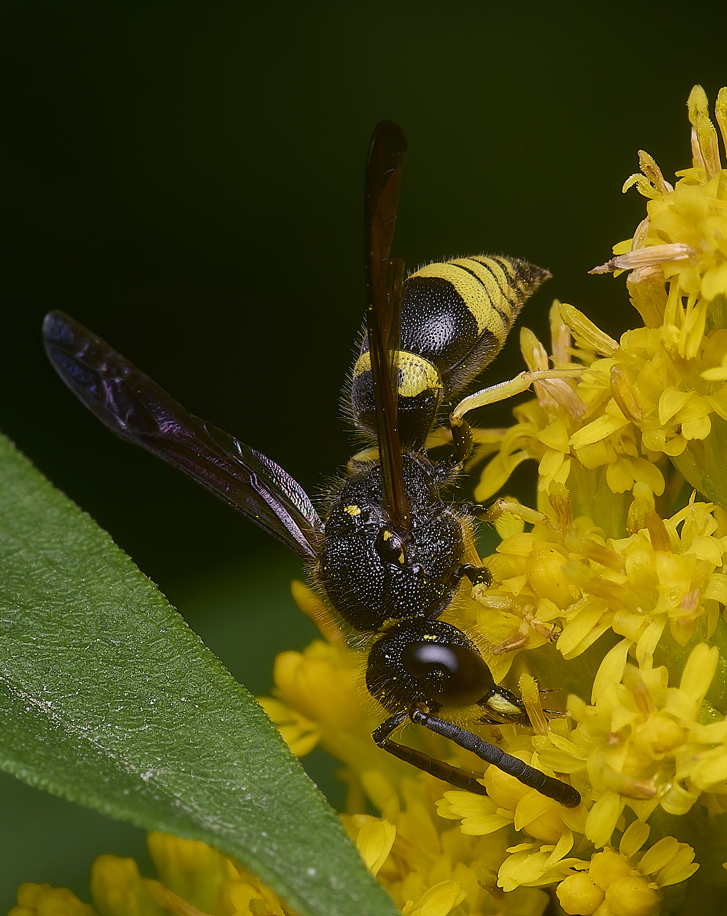 HanworthWasp210725-11