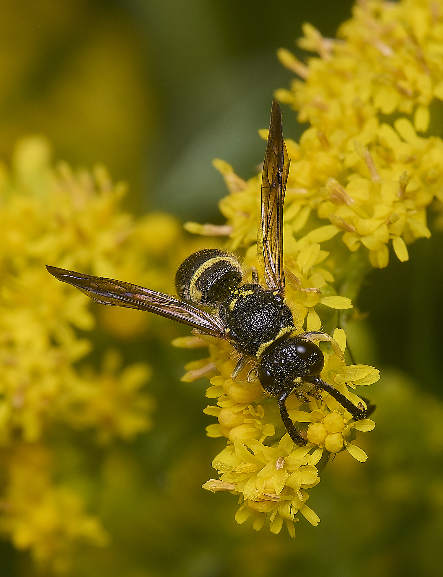 HanworthWasp210725-13