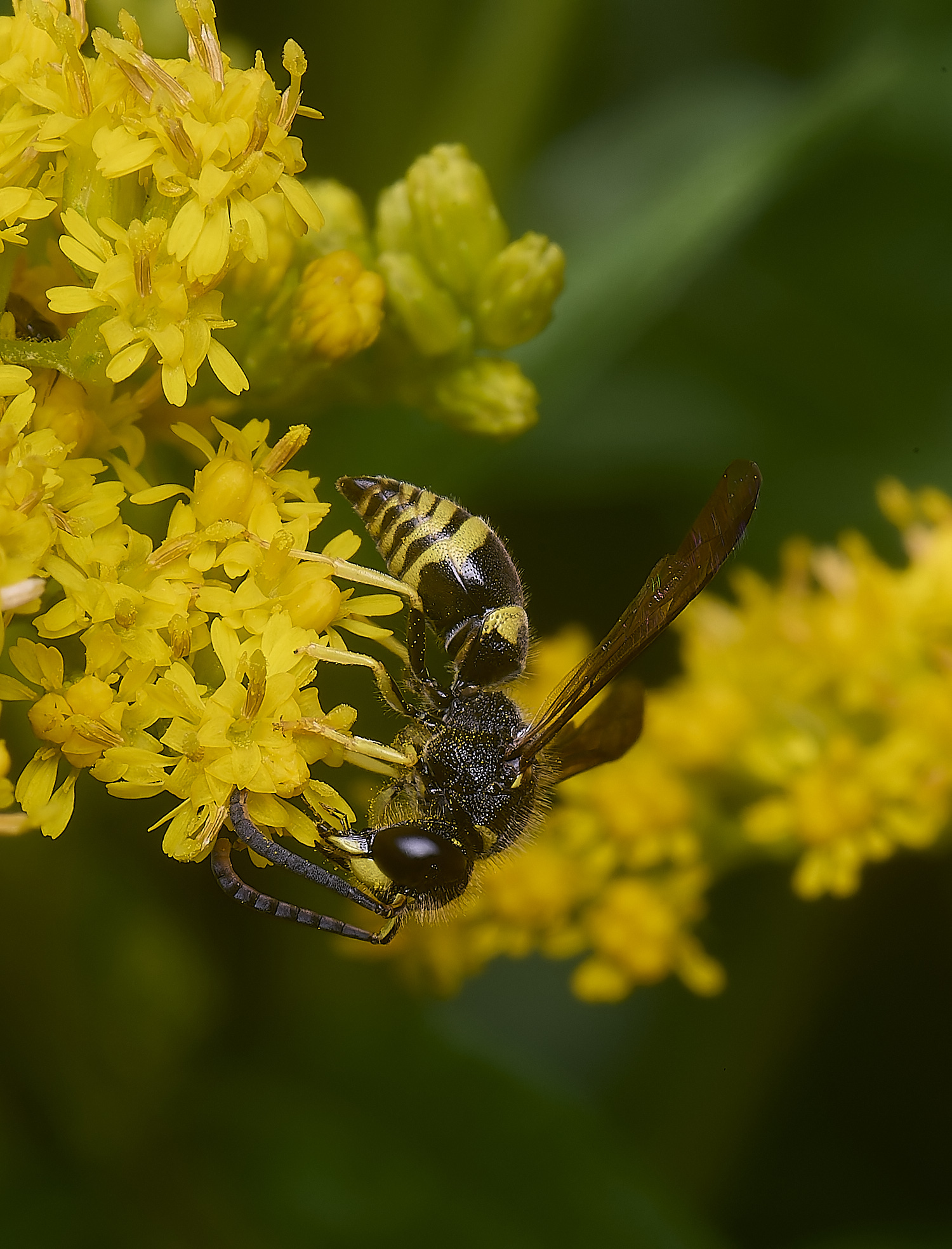 HanworthWasp210725-15