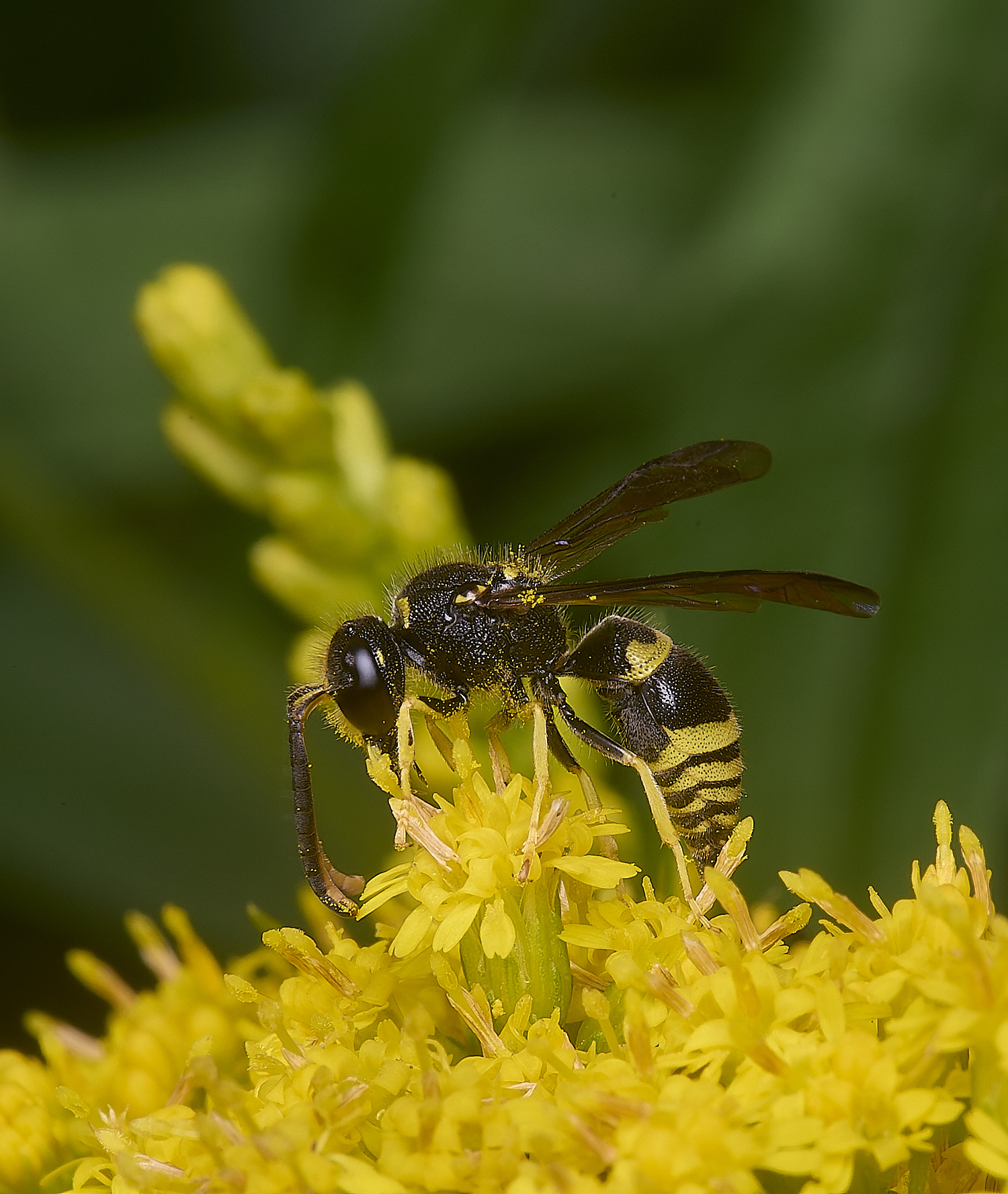 HanworthWasp210725-16