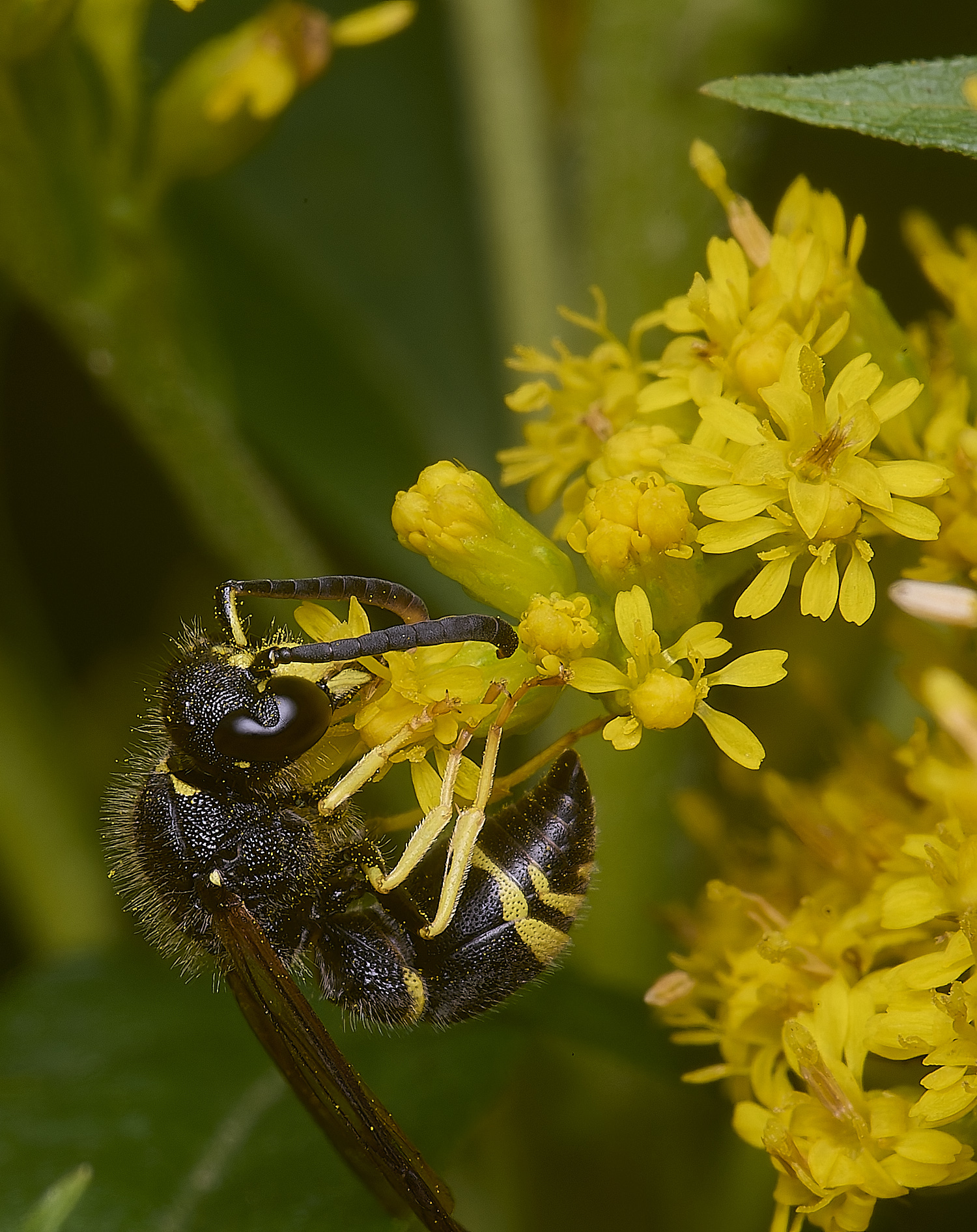 HanworthWasp210725-18