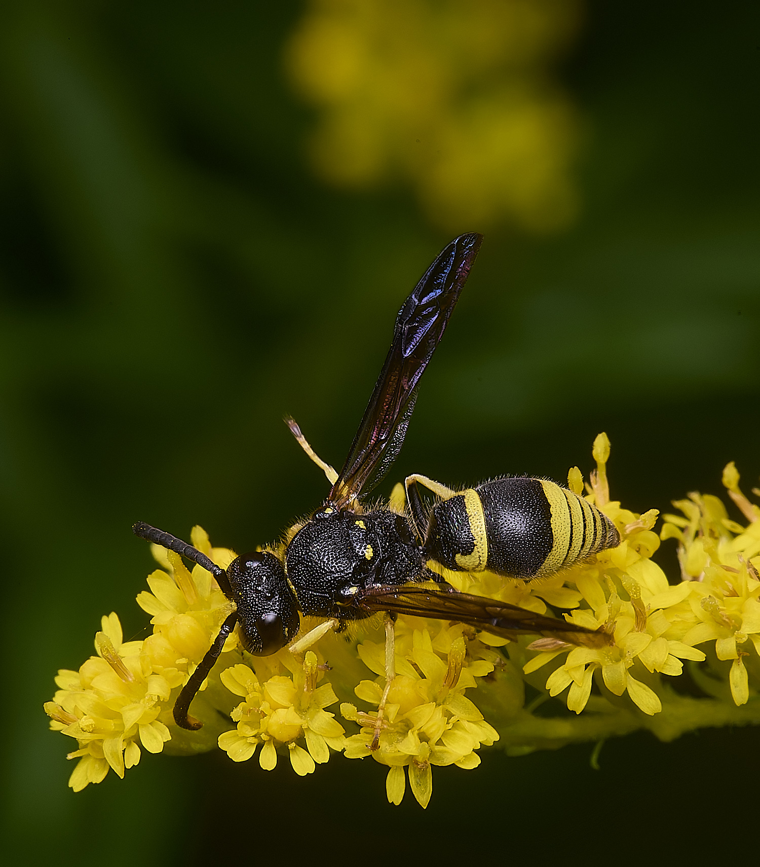 HanworthWasp210725-3