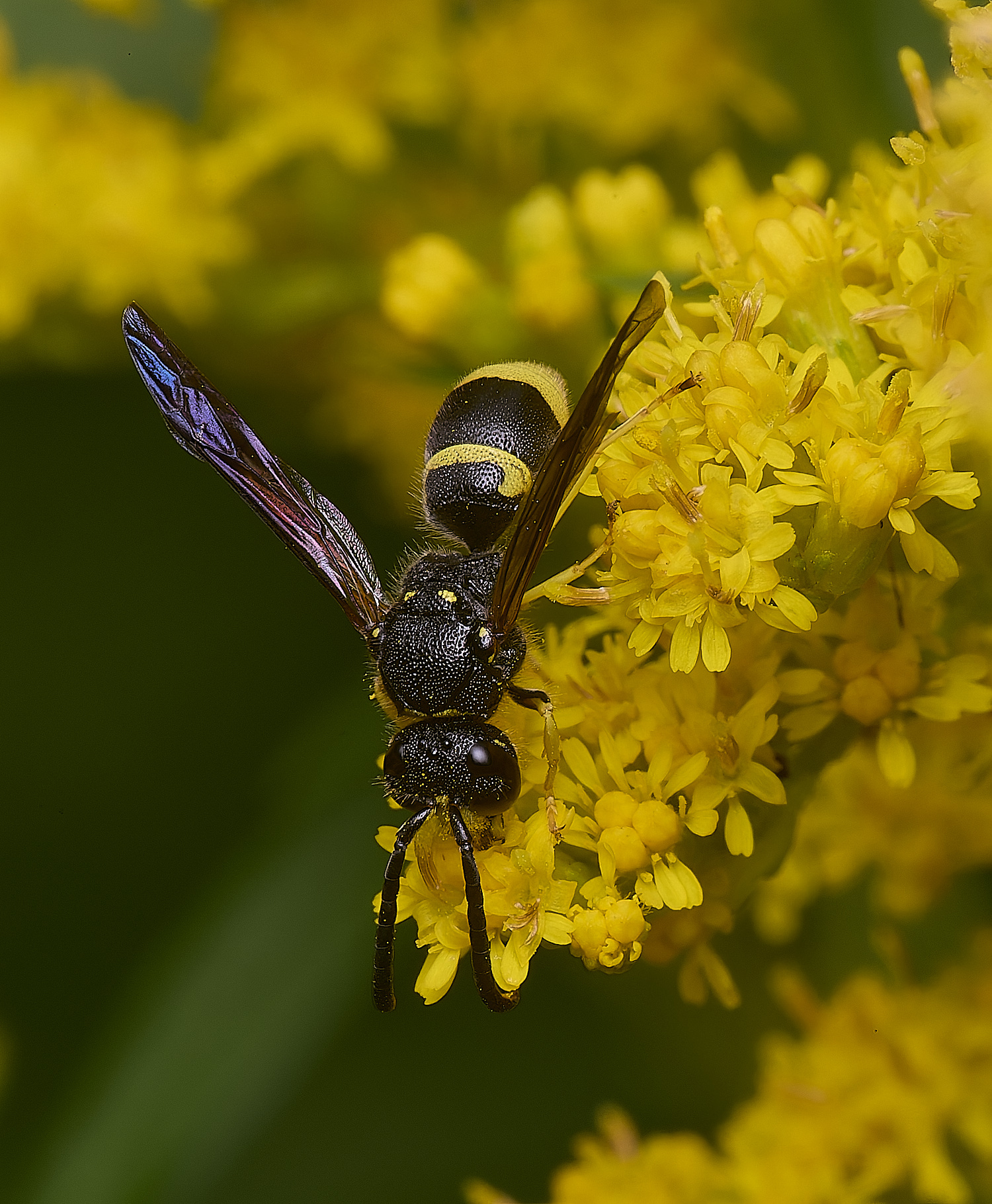 HanworthWasp210725-5