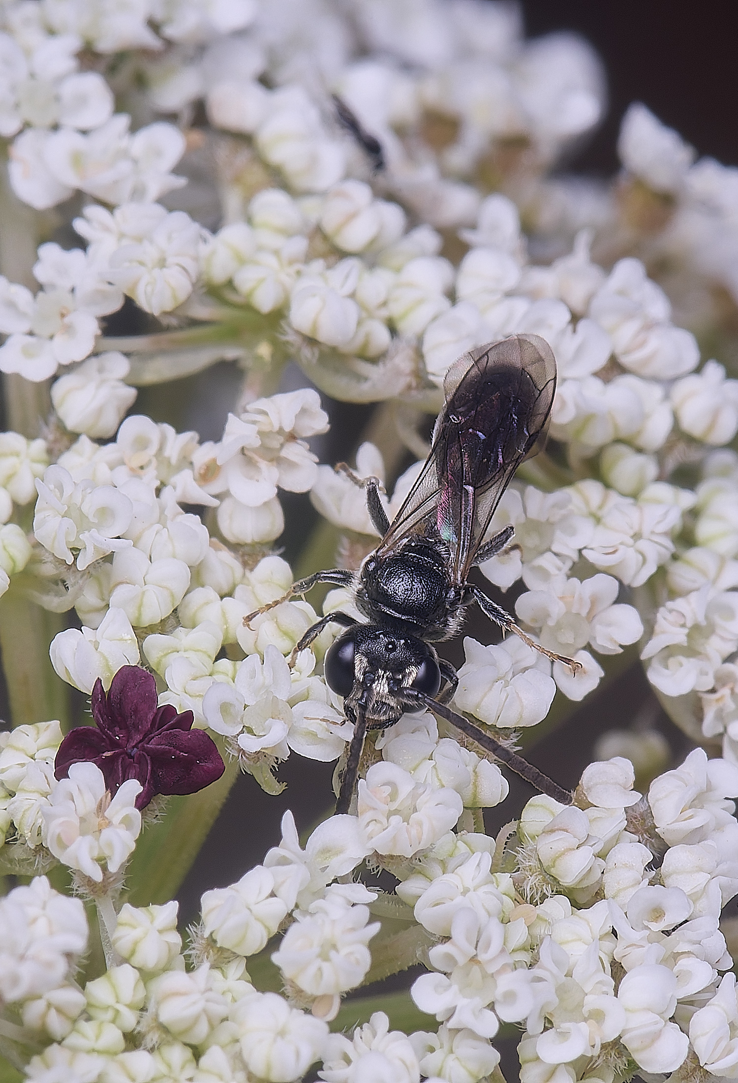 HanworthWasp2210725-1
