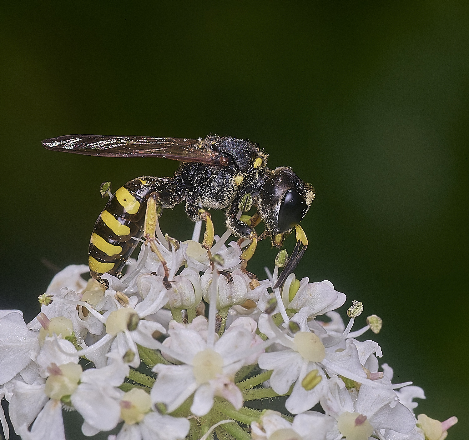 HanworthWasp2250725-3
