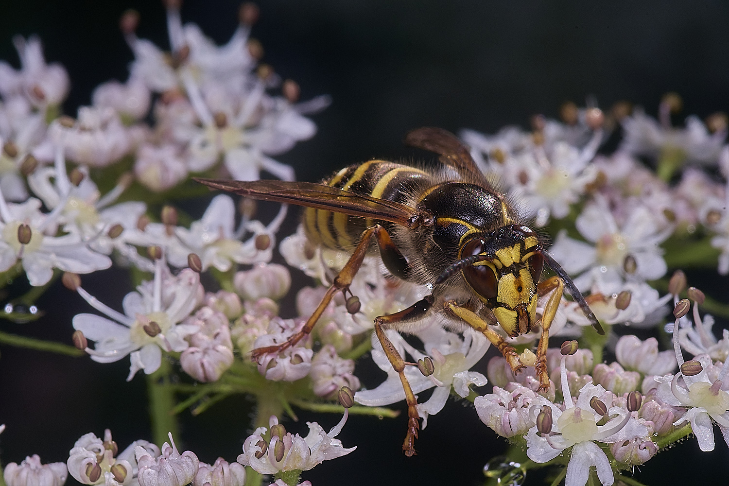 HanworthWasp250725-2