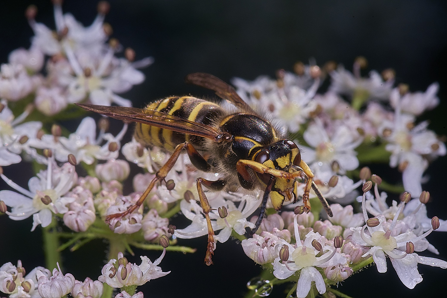 HanworthWasp250725-3