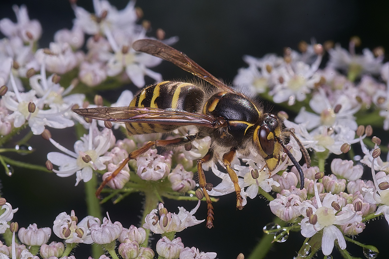 HanworthWasp250725-4