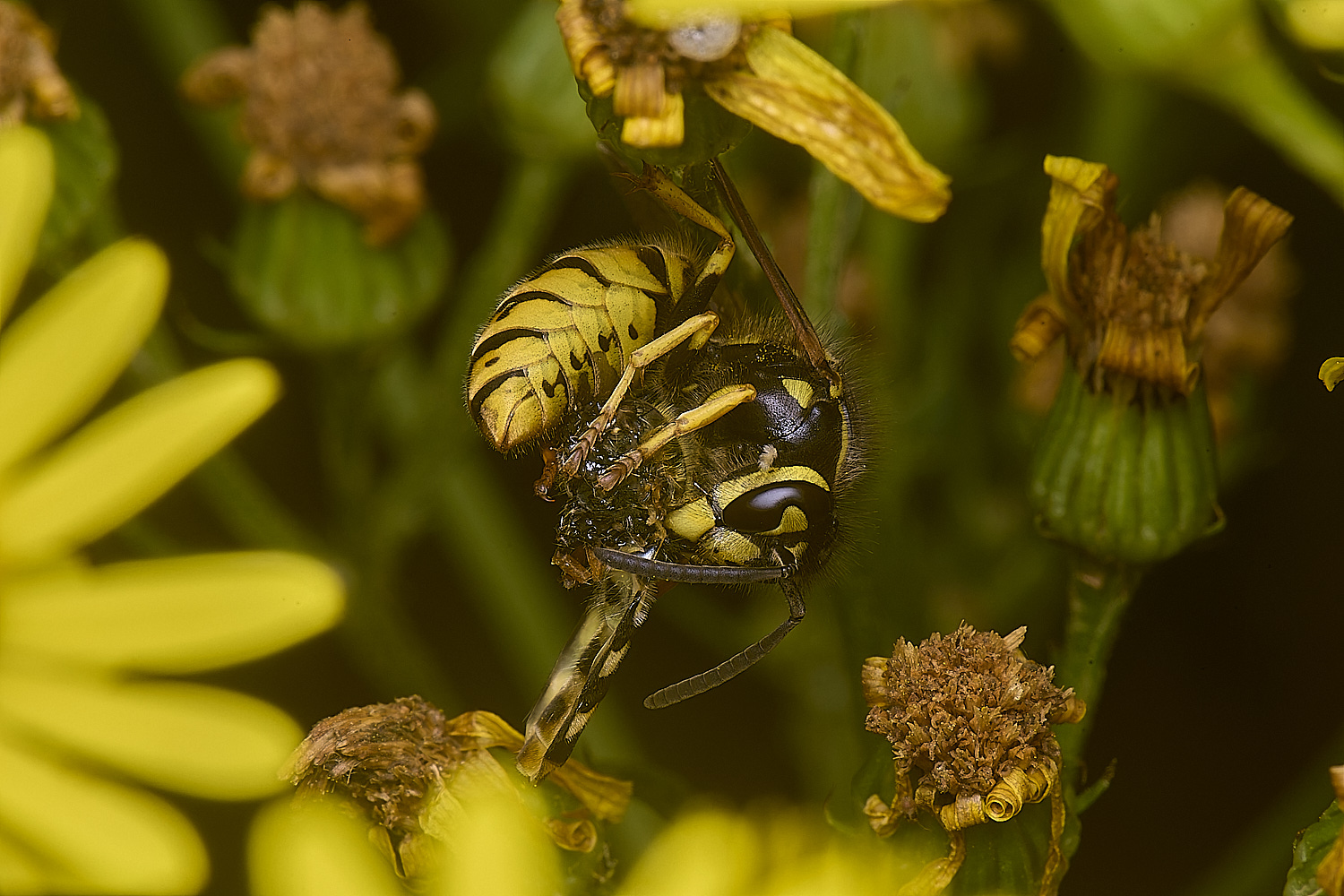 HanworthWaspHover180725-2