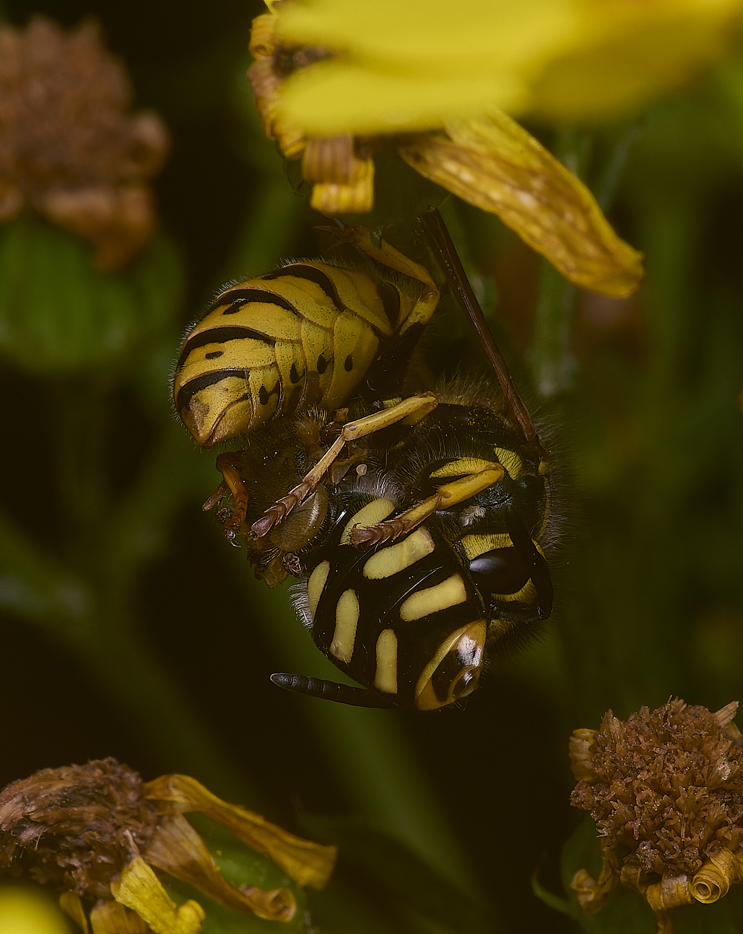 HanworthWaspHover180725-3