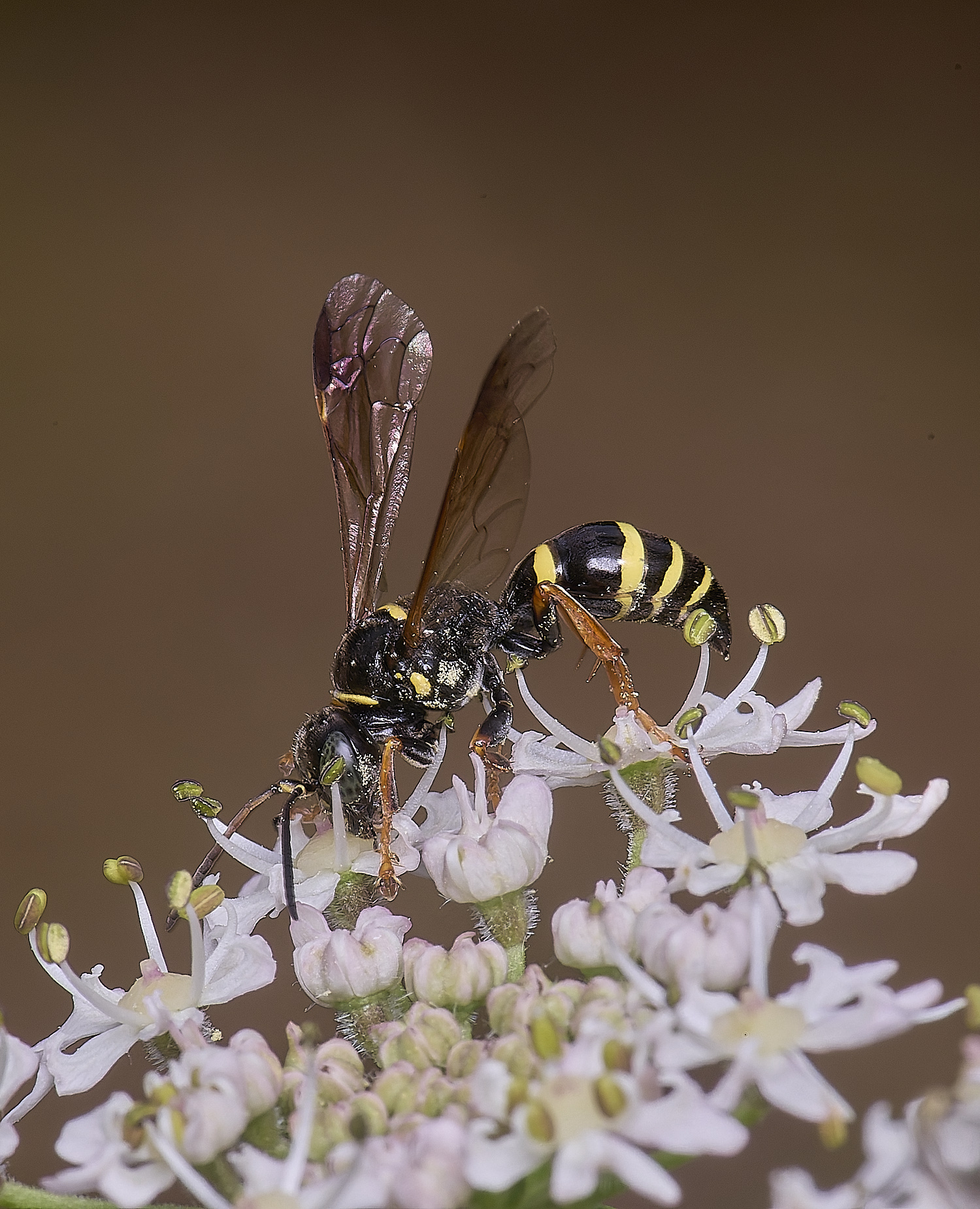 HanworthWaspSp200725-1