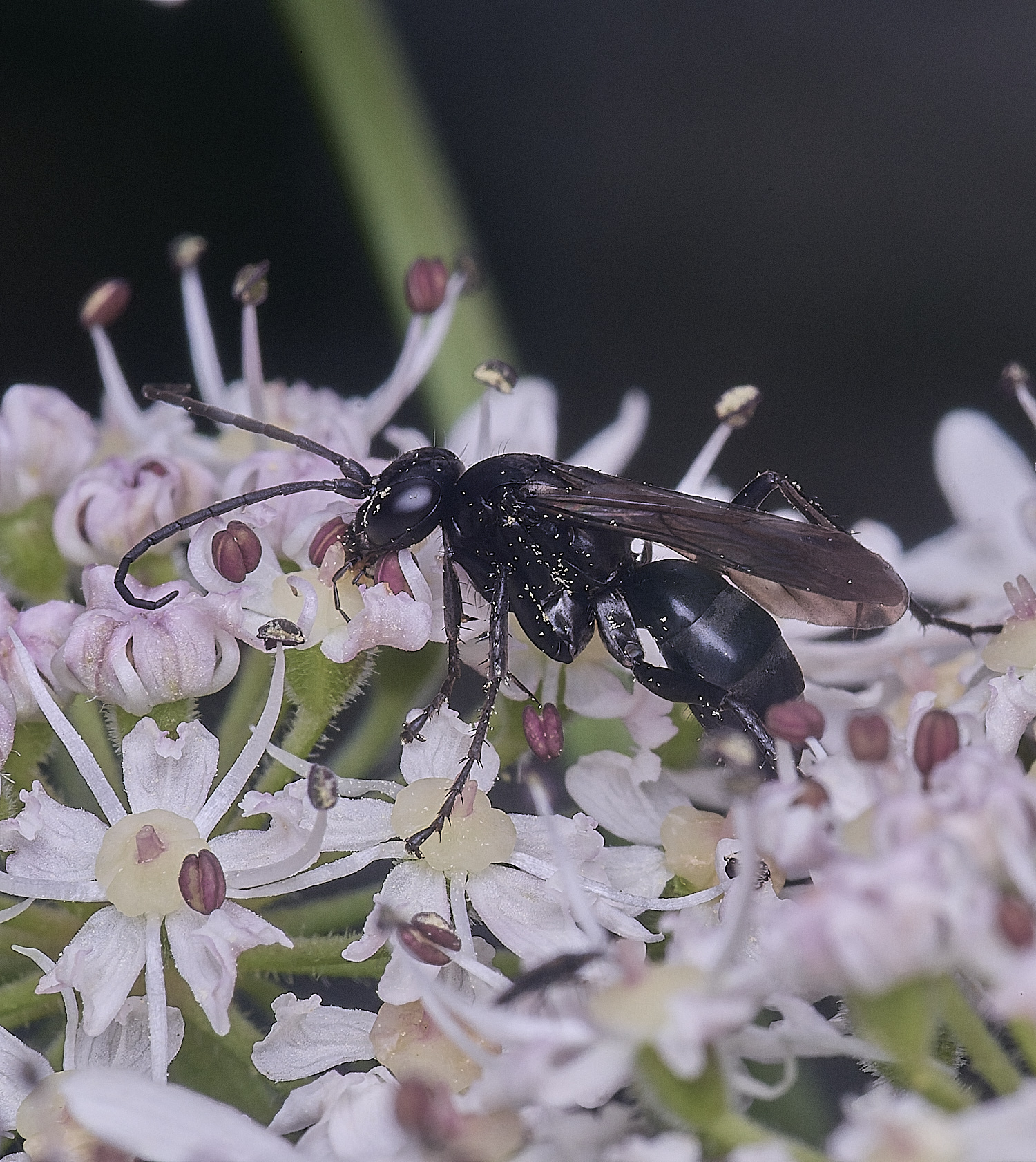 HanworthWaspSp250725-2