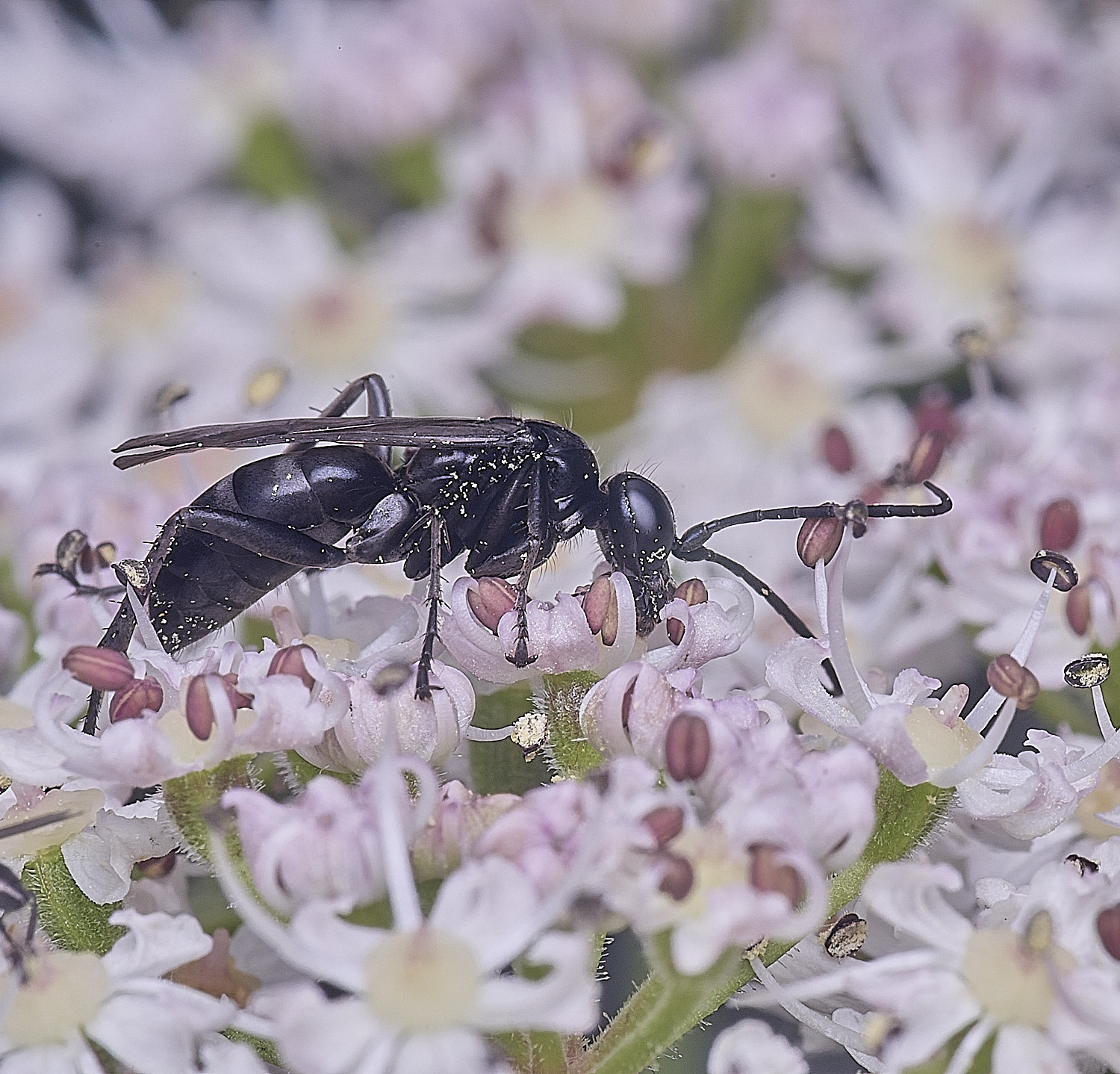 HanworthWaspSp250725-3