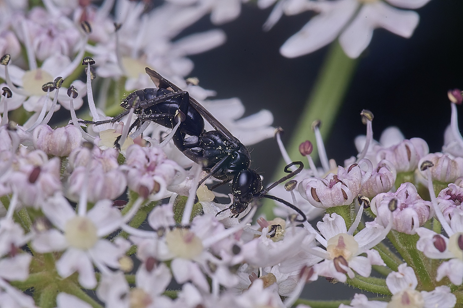 HanworthWaspSp250725-4