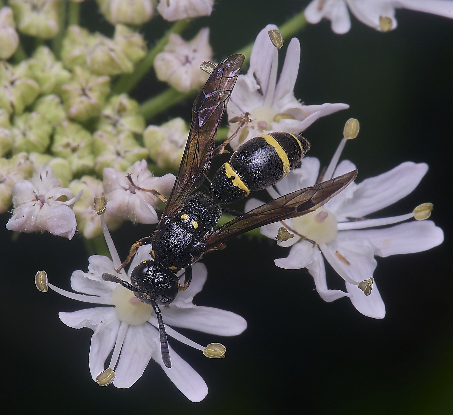 HanworthWillowMasonWasp190724-4