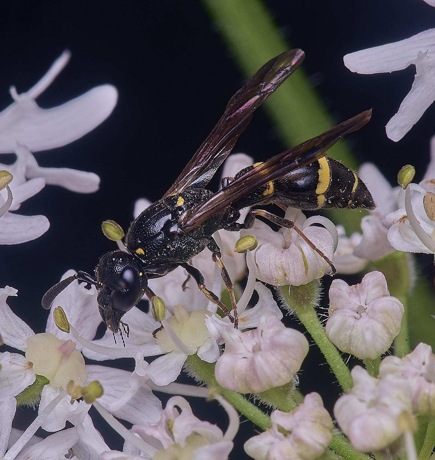 HanworthWillowMasonWasp190724-7