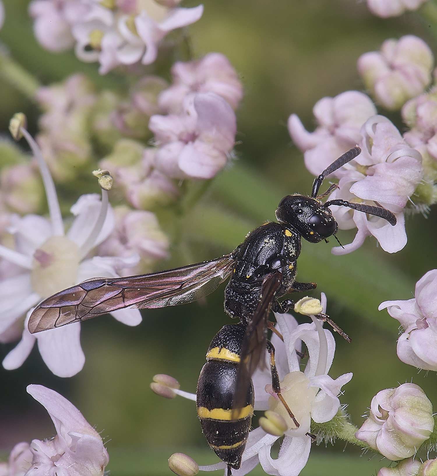 HanworthWillowMasonWasp210725-1