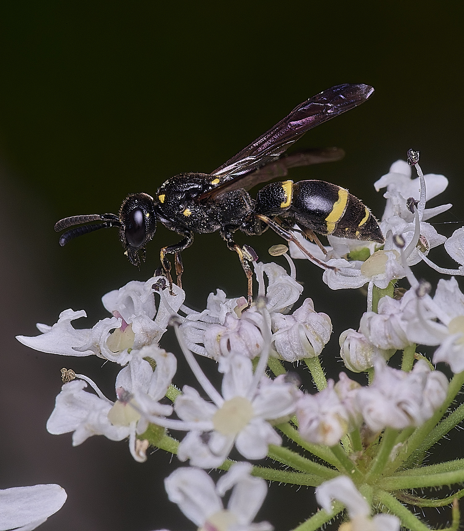 HanworthWillowMasonWasp260725-1