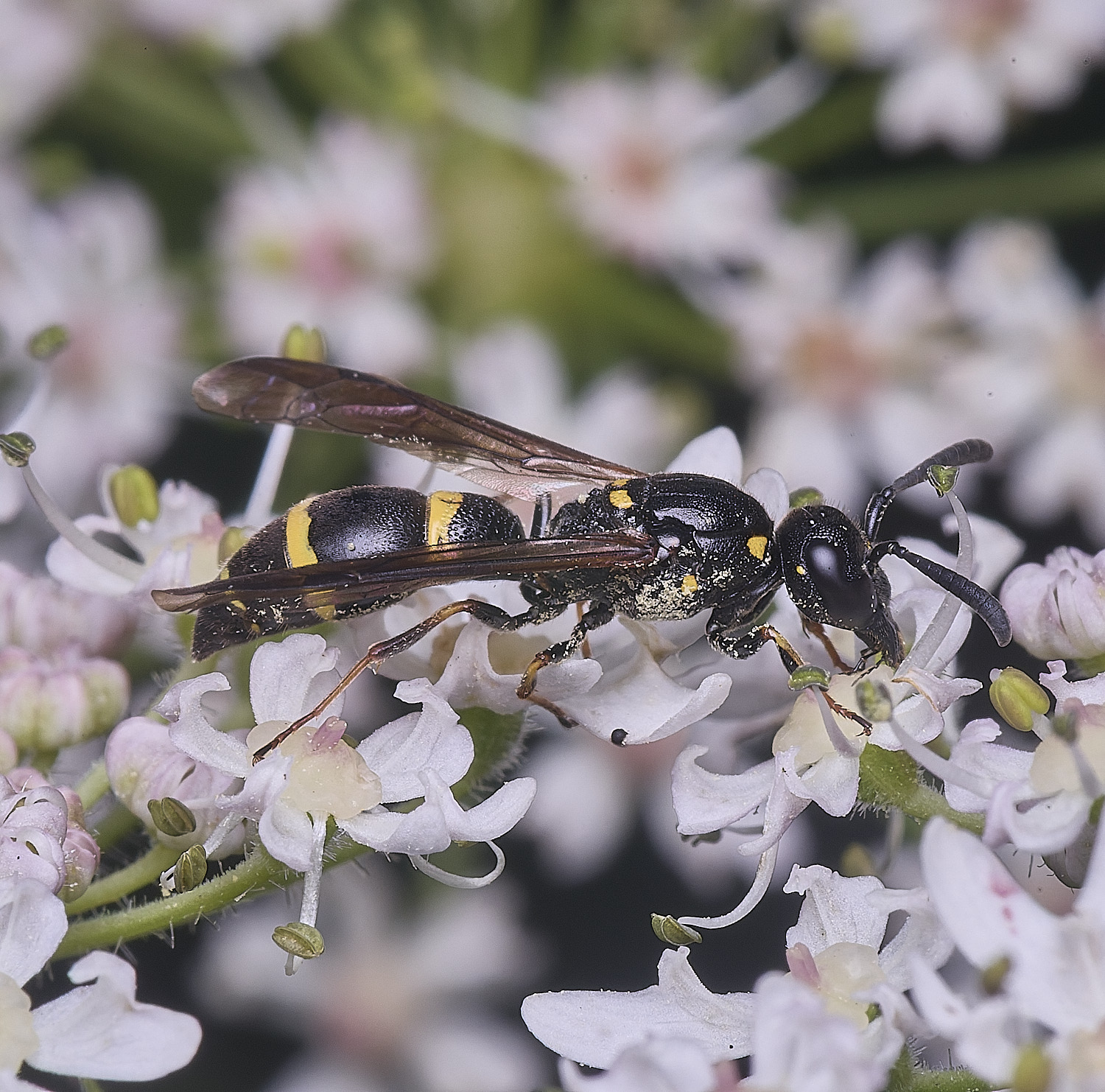 HanworthWillowMasonWasp300725-3