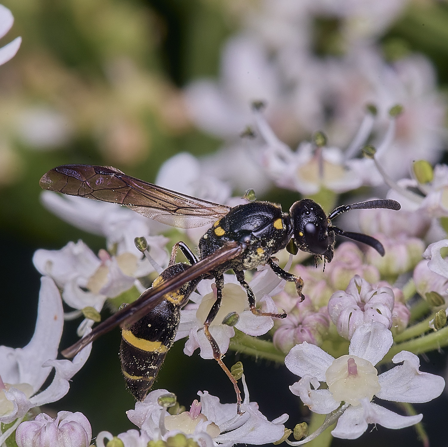 HanworthWillowMasonWasp300725-4