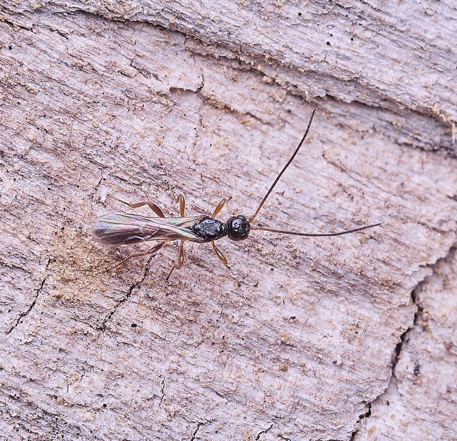 HanwrothIchneumonSp030825-2