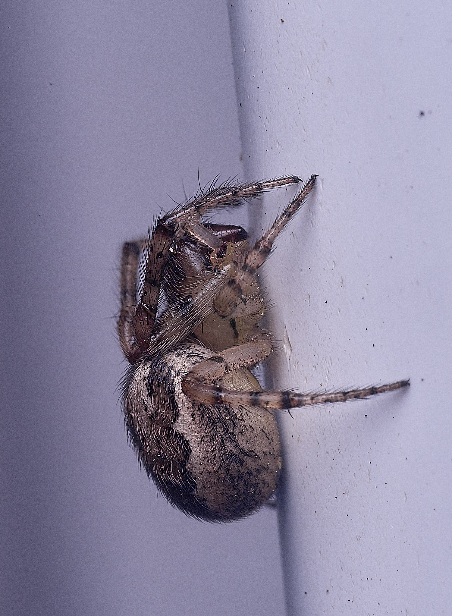 HeachanSpider180925-2