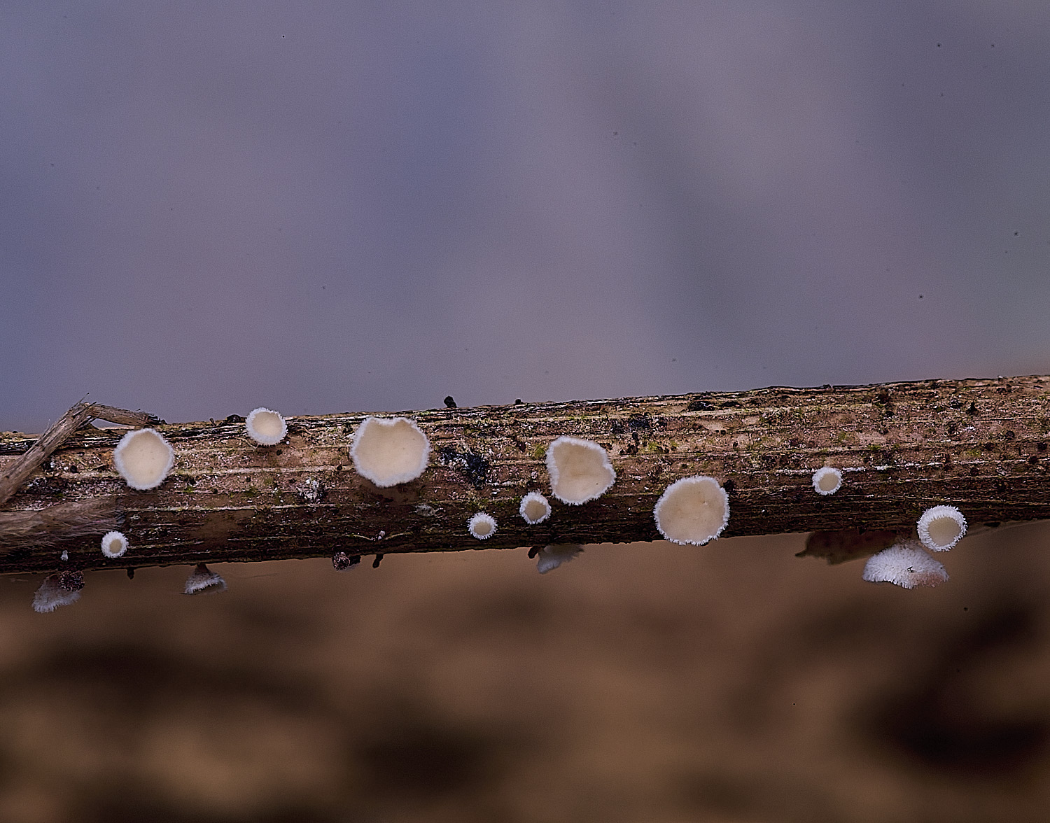 HorseyLachnumSp310725-1