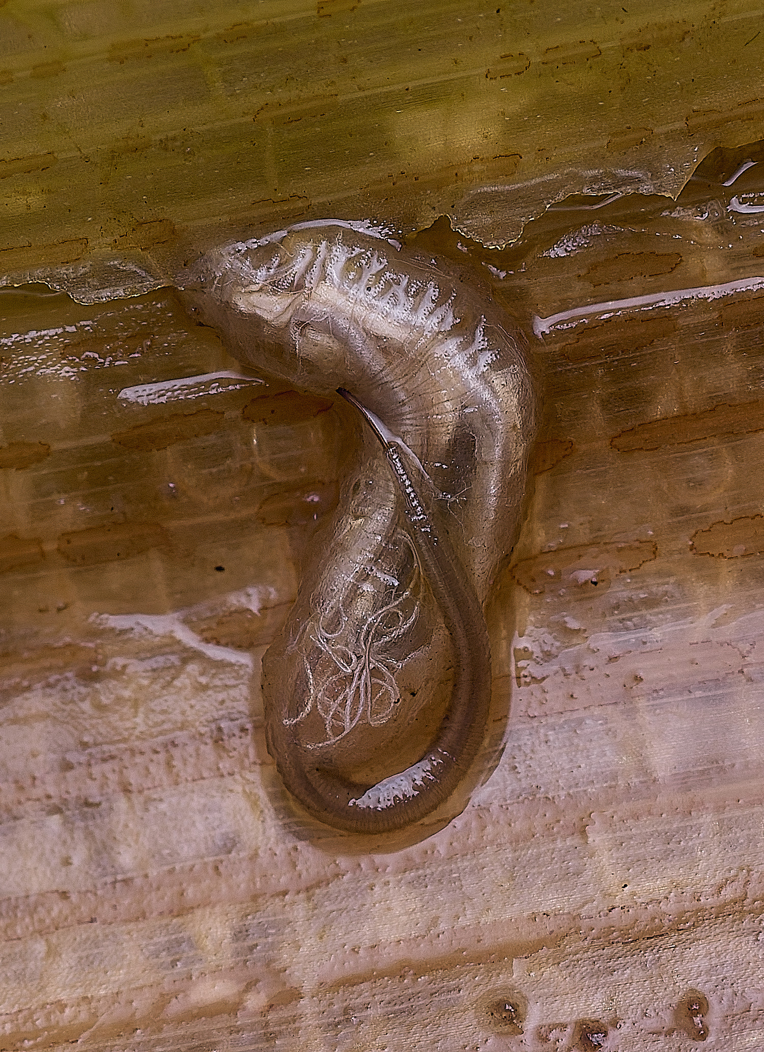 HorseyRattailedMaggot310725-1