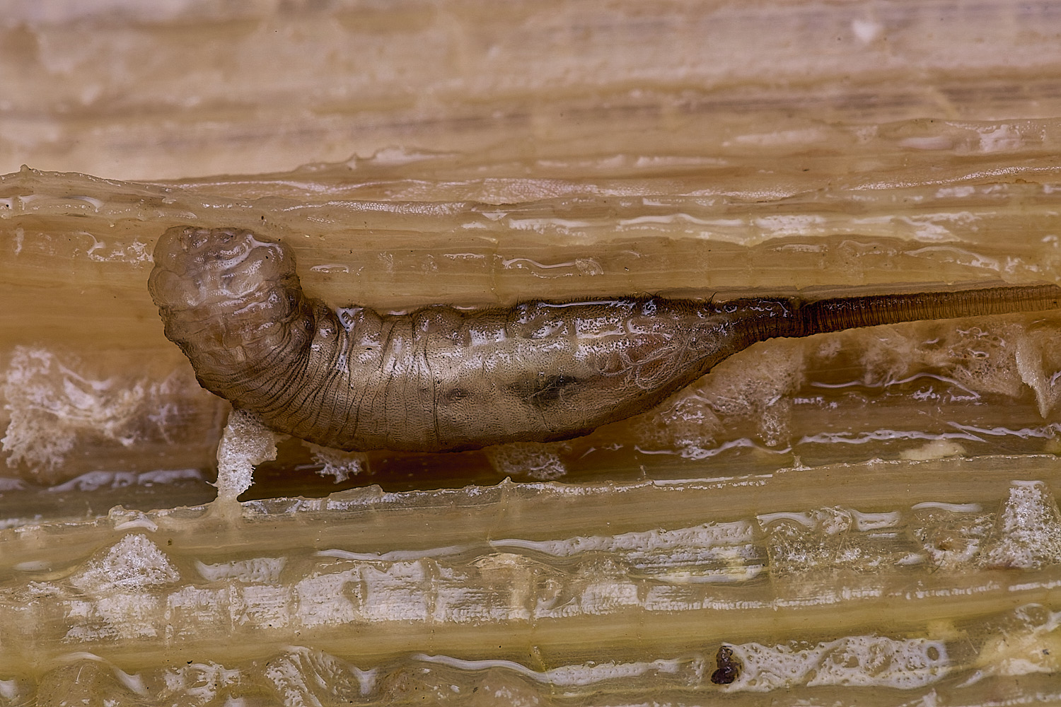 HorseyRattailedMaggot310725-2