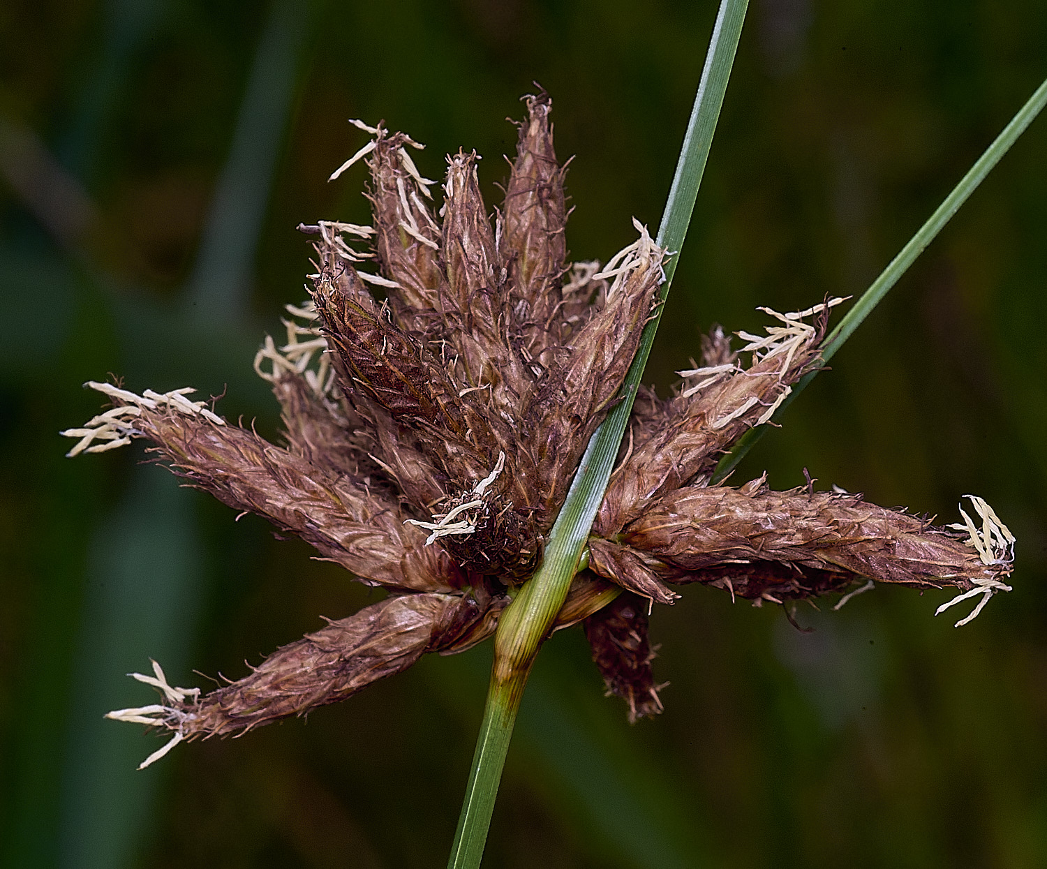 HorseySeaClubRush310725-1