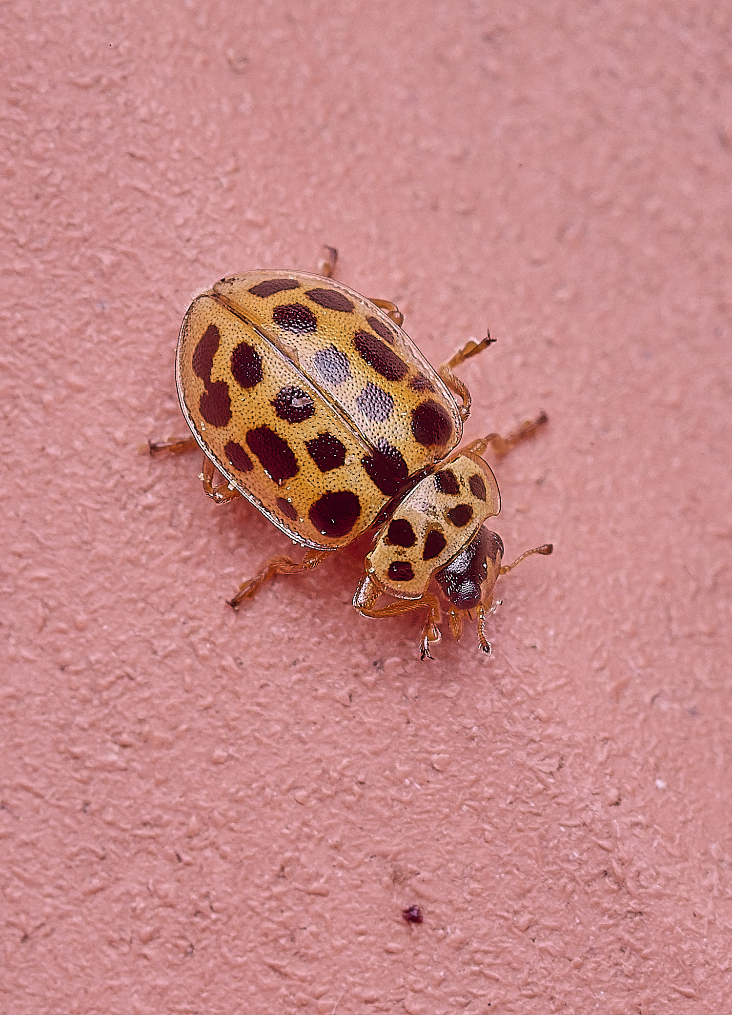 HorseyWaterLadybird310725-1