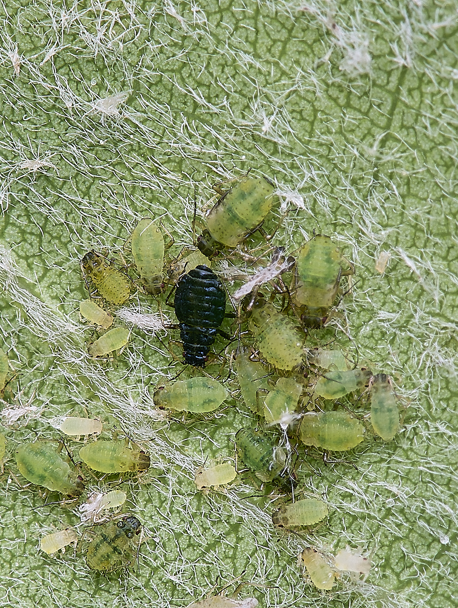 HorwichAspenAphid200525-1