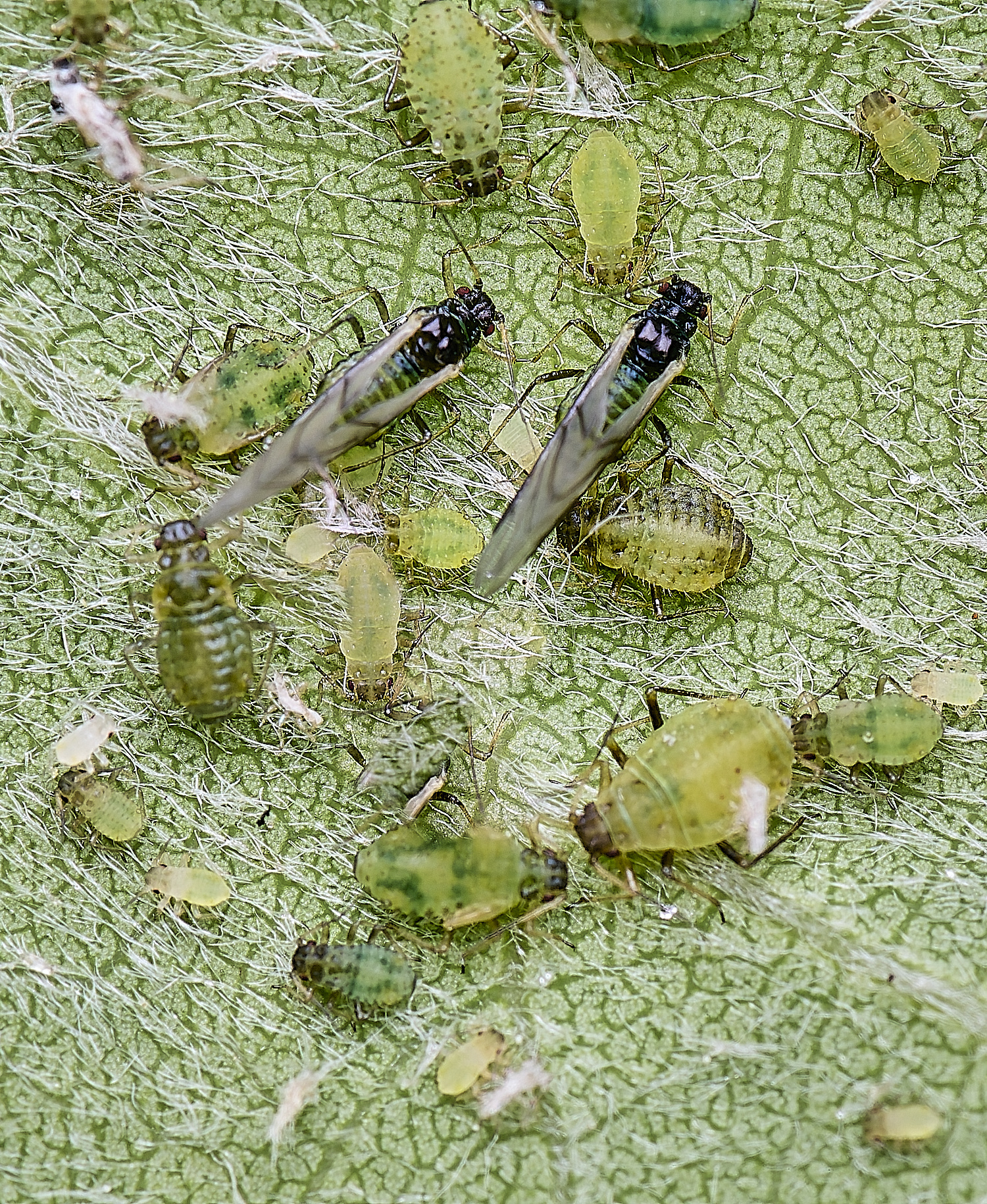 HorwichAspenAphid200525-4