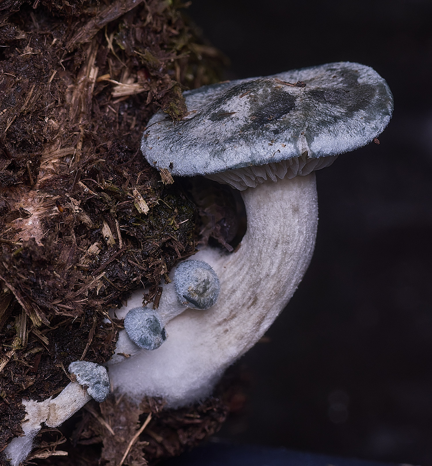 Jeremy'sFungus070825-1