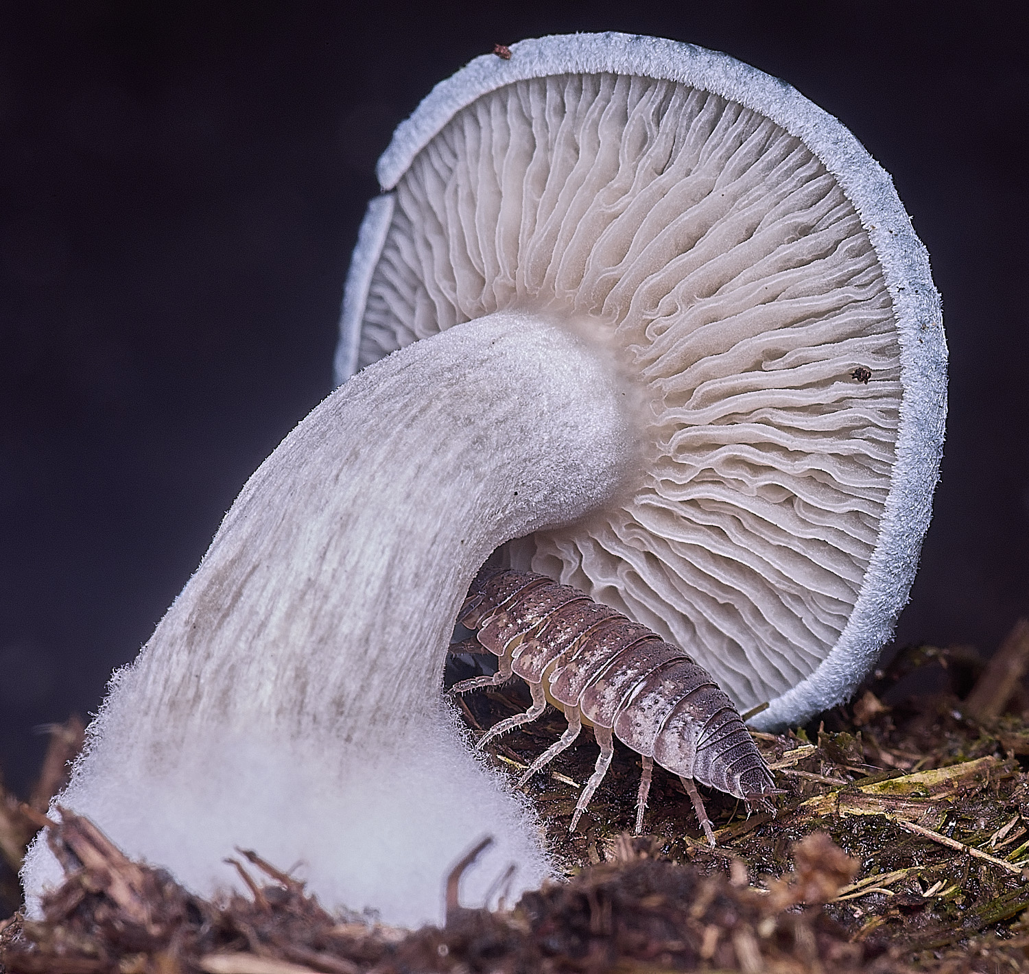 Jeremy'sFungus070825-3