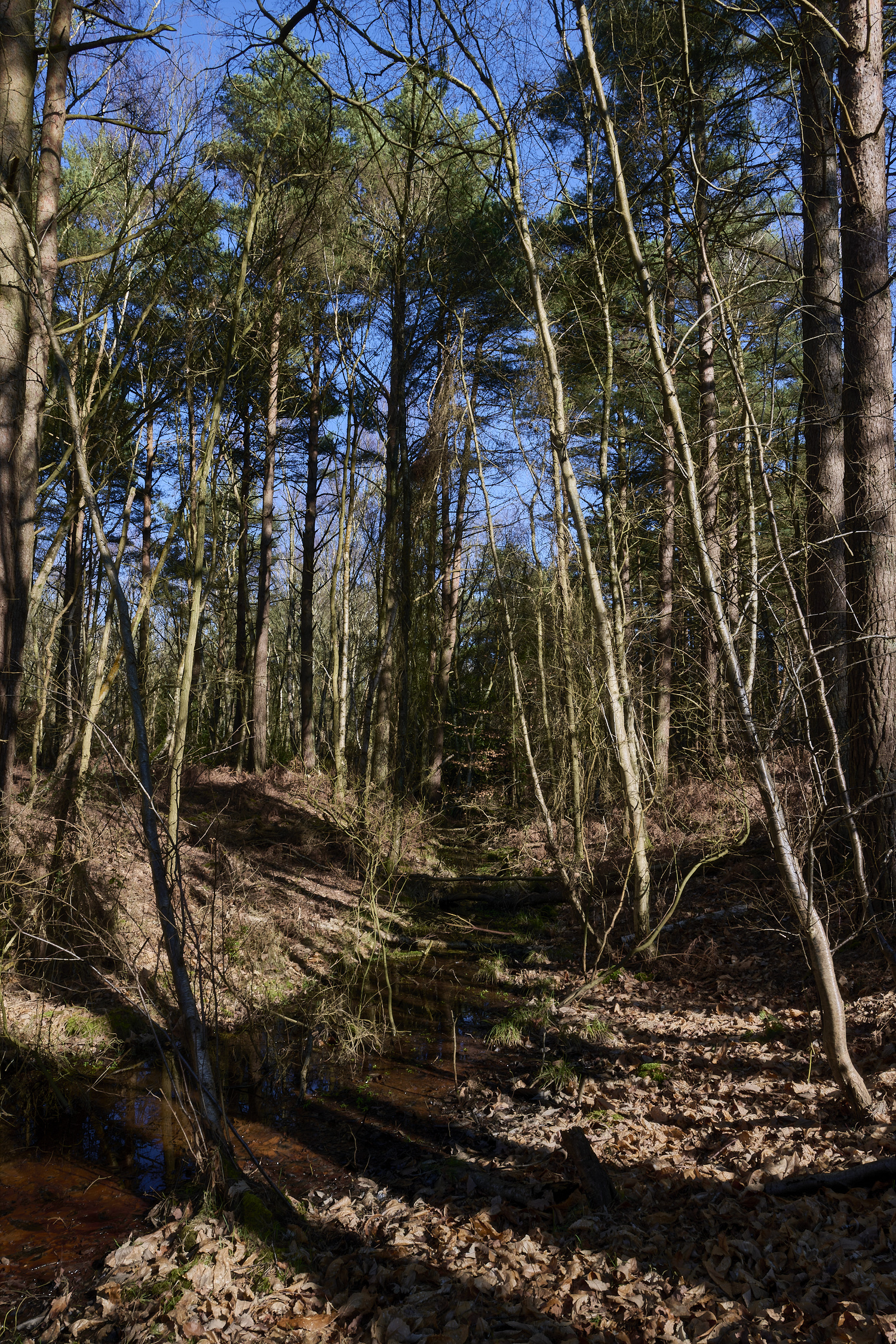 LingCommon020325-1