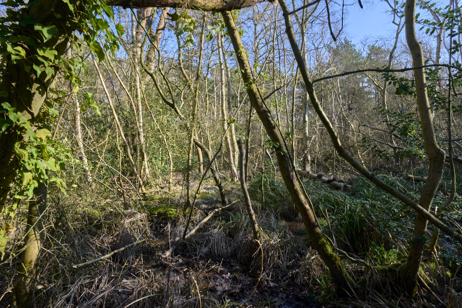 LingCommon020325-7