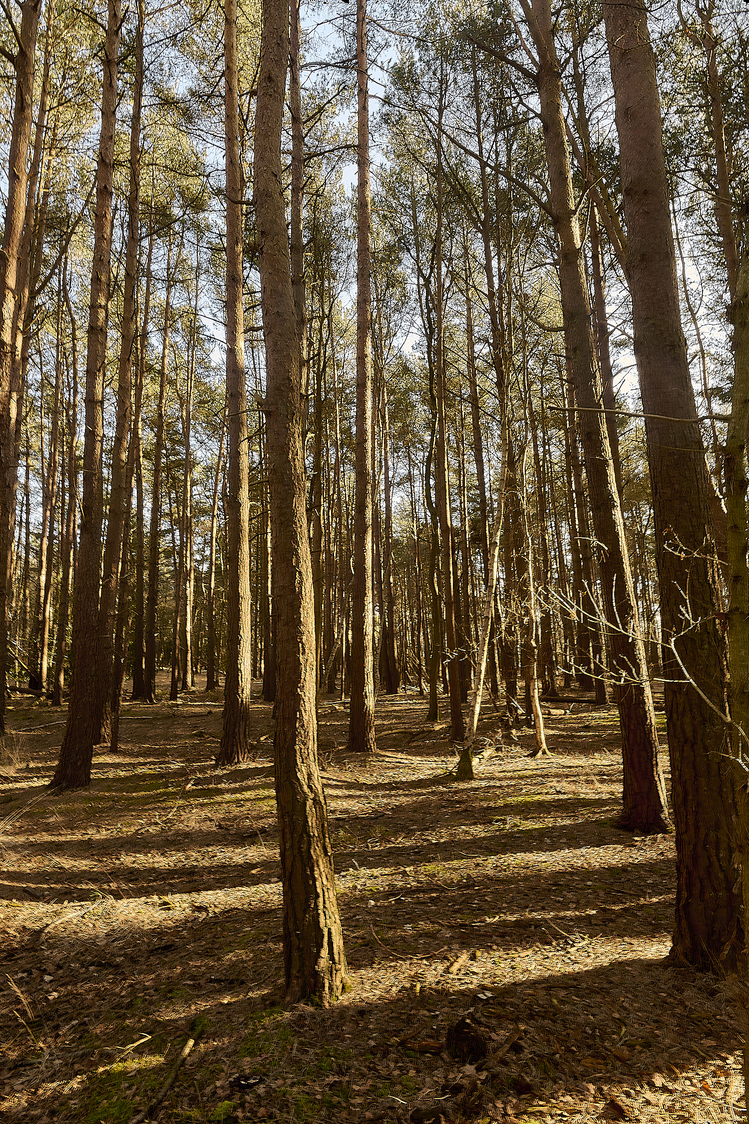 LingCommon020325-8