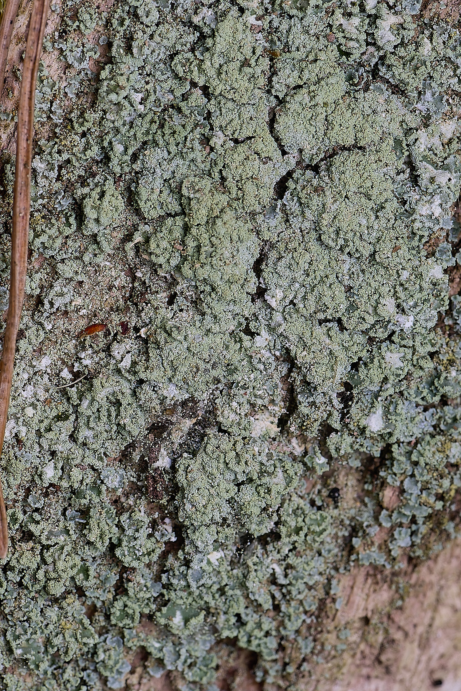 LingCommonLichen4020325-2