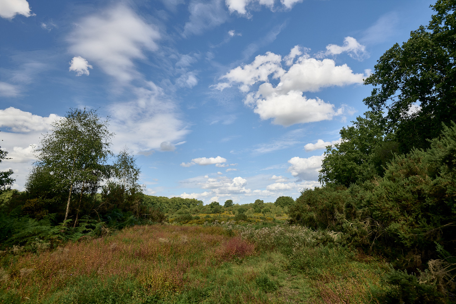 MarshamHeath100925-1