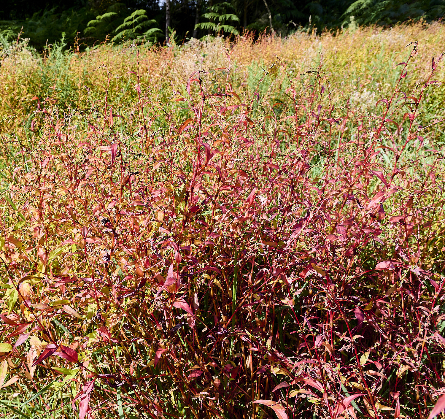 MarshamHeath100925-3