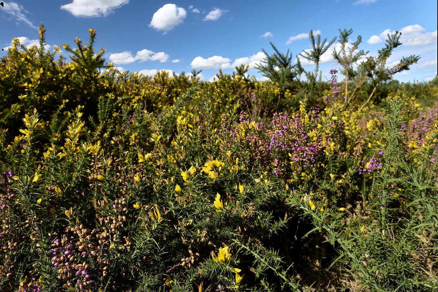 MarshamHeath100925-4