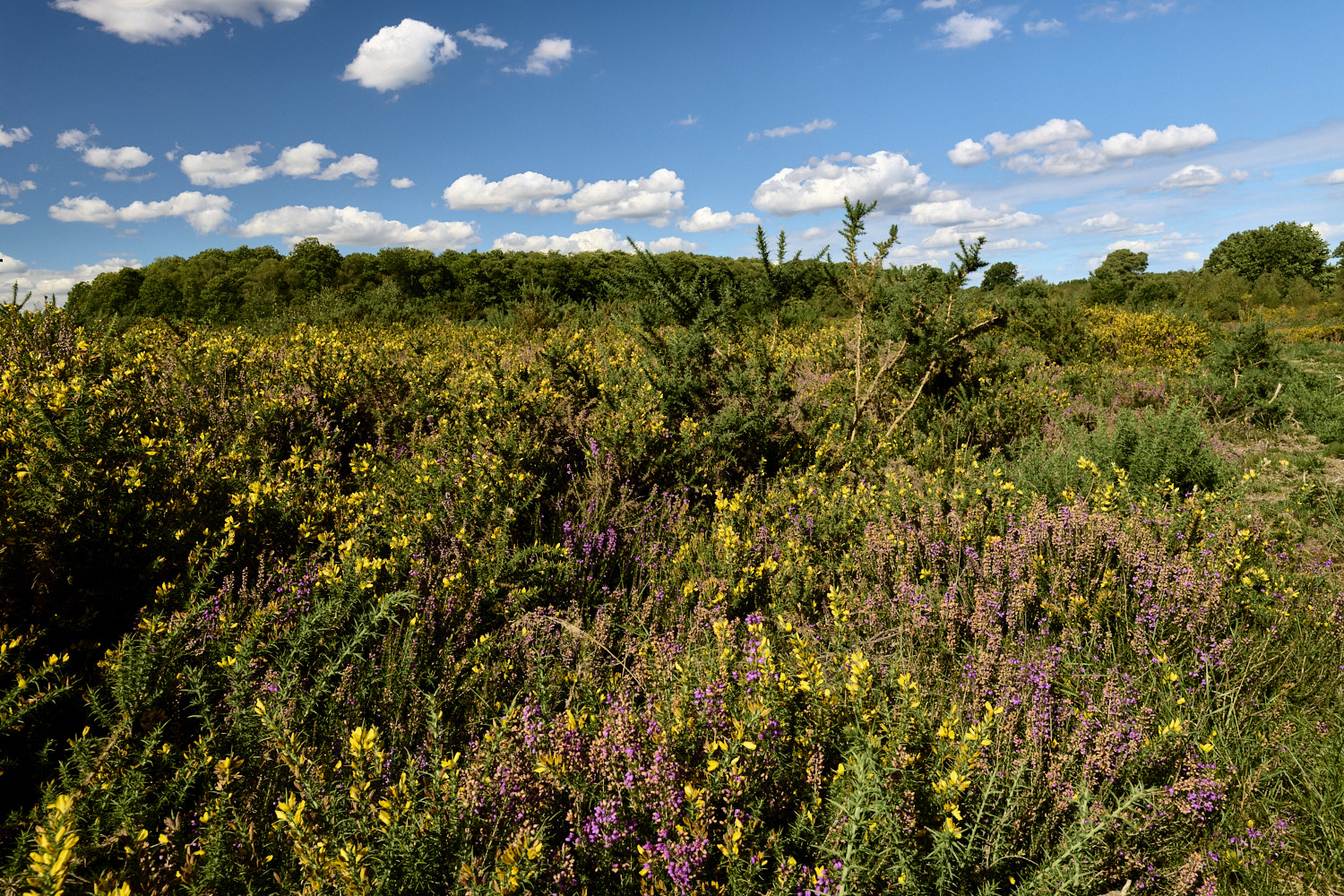 MarshamHeath100925-5