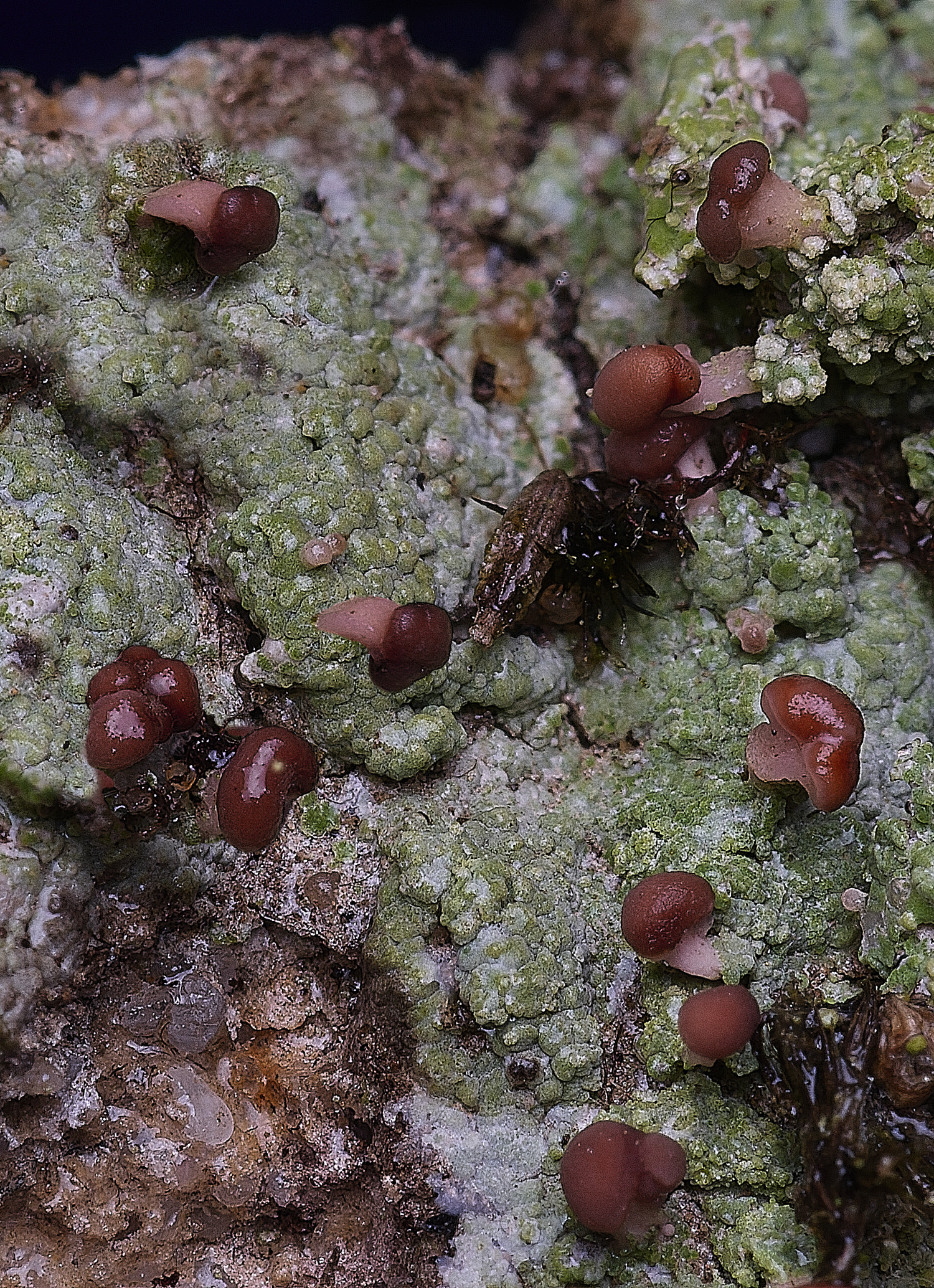 MarshamHeathBr100925-4