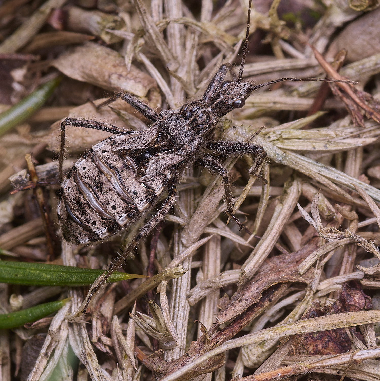 MarshamHeathBug100925-2