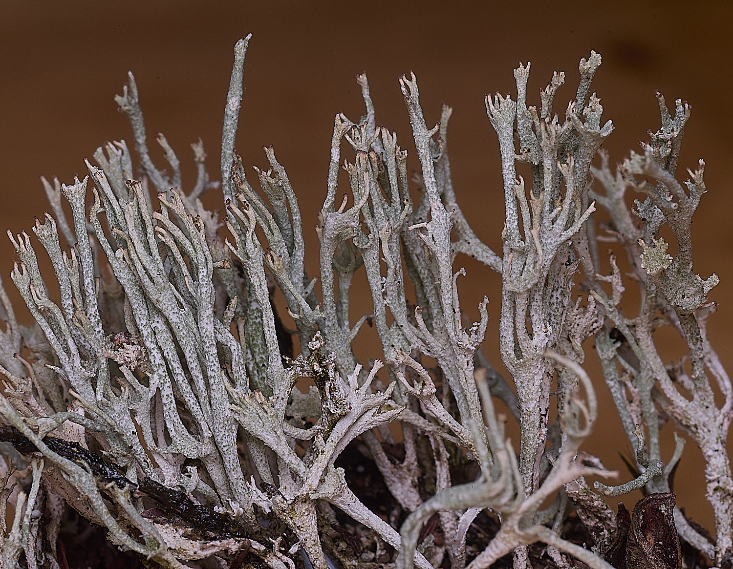 MarshamHeathCcristata100925-1