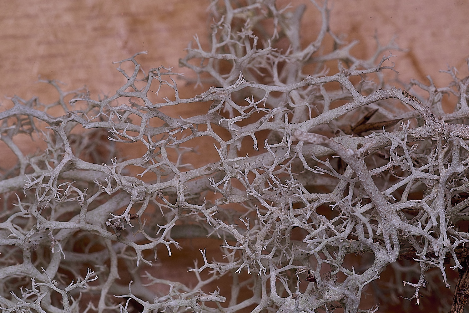 MarshamHeathCportentosa100925-2